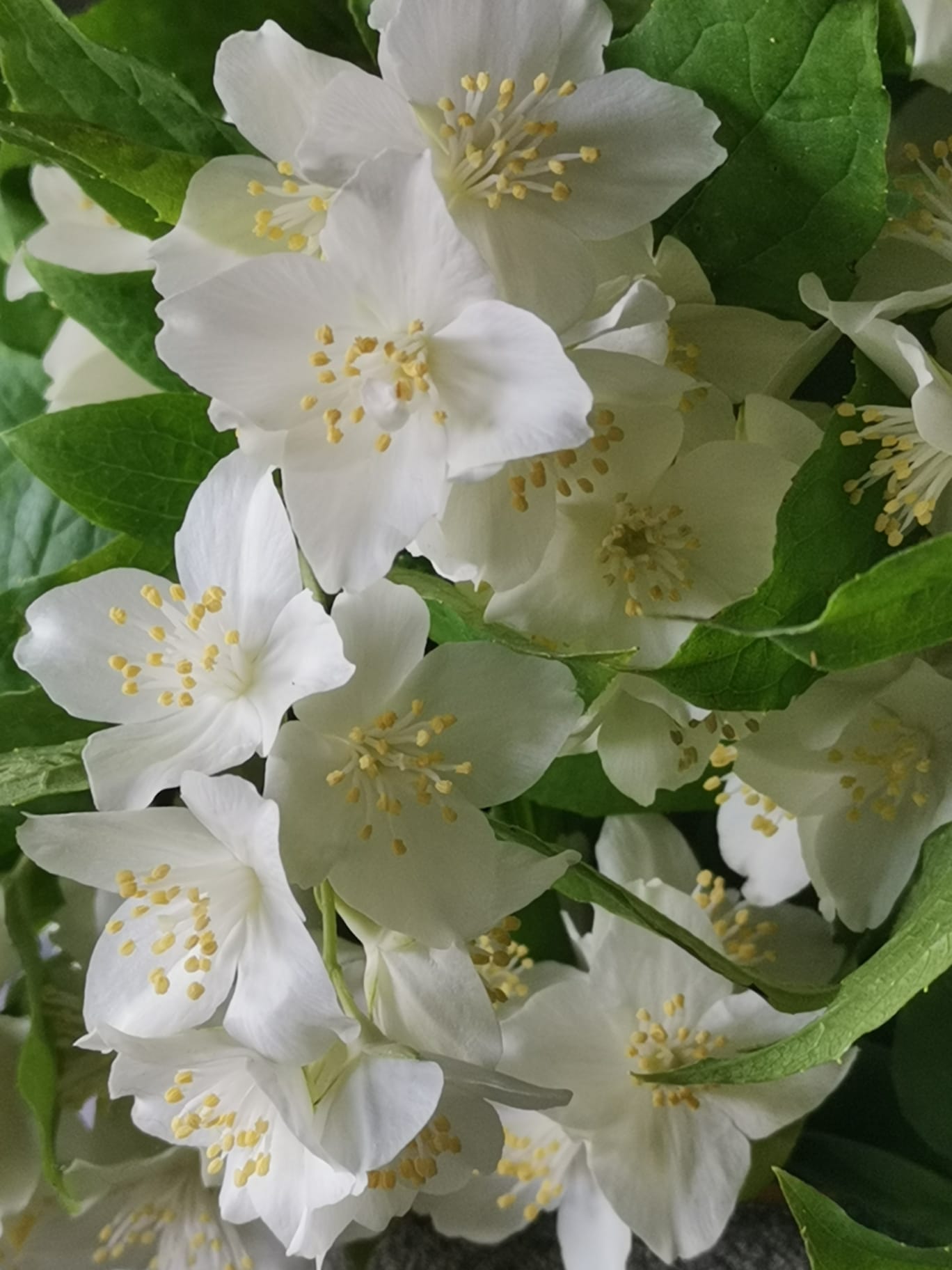 Philadelphus "Murdēnu Gaisma"